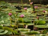 Lillies in the pond
