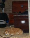 Derby Kelly napping in tack stall