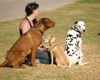 Dogs