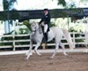 Jodie Kelly and Manhattan performing their FEI Grand Prix Freestyle