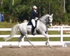 Jodie Kelly and Manhattan warming up for the FEI Grand Prix Championship on Sunday