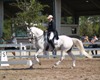 Jodie Kelly and Manhattan warming up for the FEI Grand Prix Championship on Sunday