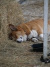 Jodie's Corgi, Derby, wiped out in Manhattan's hay