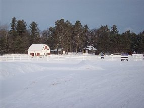 Horse in Snow